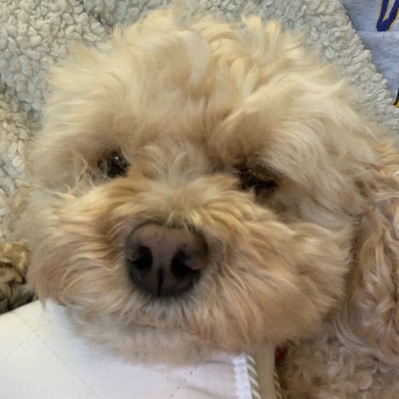 Meet your Posher, Ronna - Picture 2 of 7